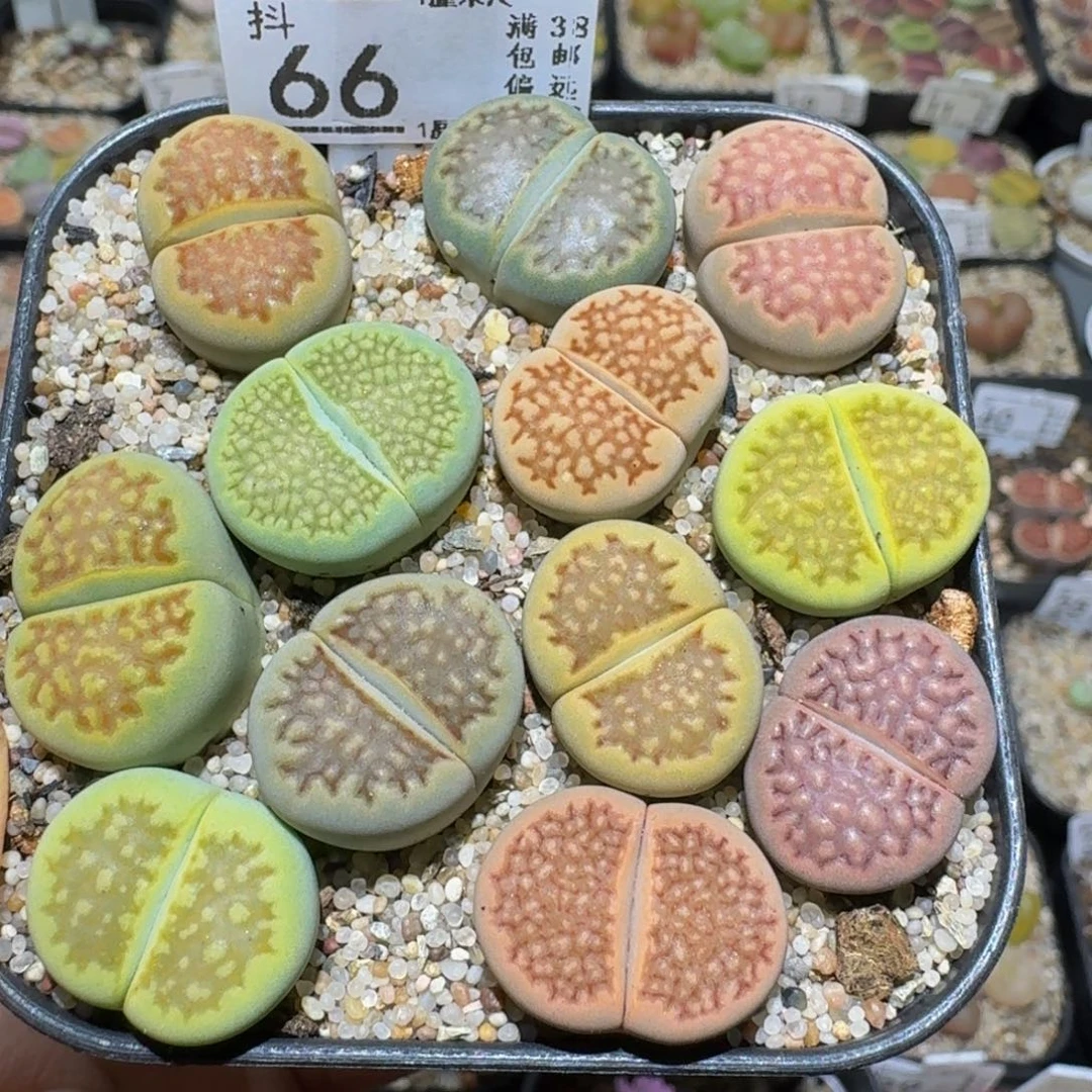 Ssss 绝美小可爱66