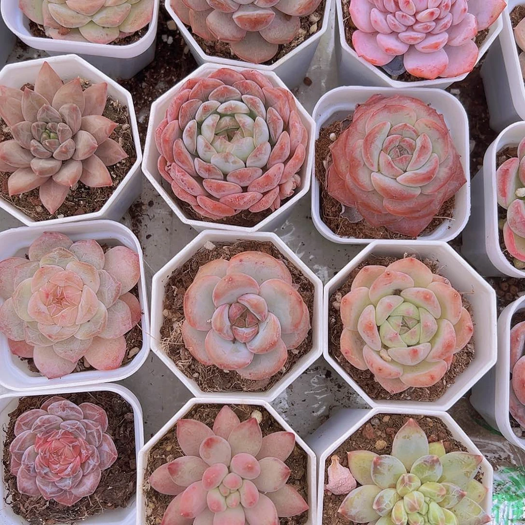 组合12颗带白盆发货