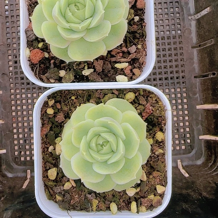 花时光精品多肉21