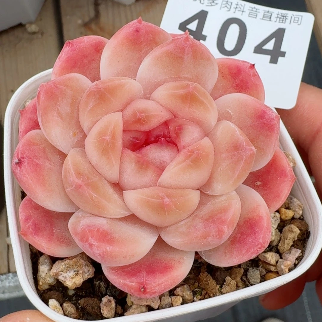 冰魄开播福利         精品多肉