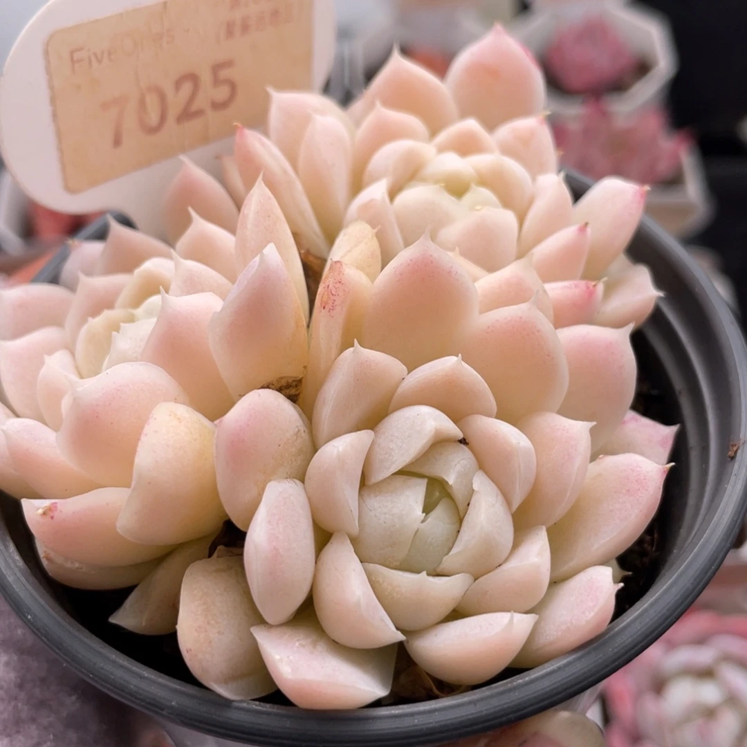 白月影7025-8.0厘米