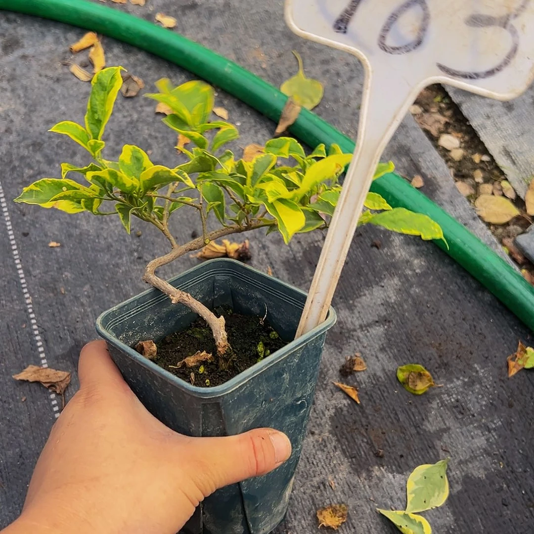 当前无花栽培后可以开花  金边浅紫  造型 方盆 783