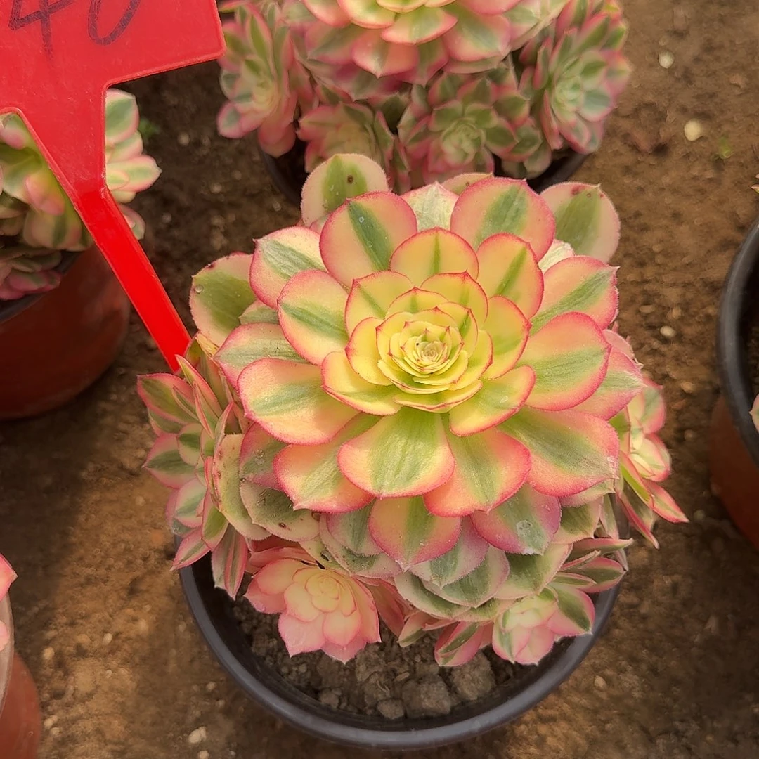 4146荔枝多肉法师铭文