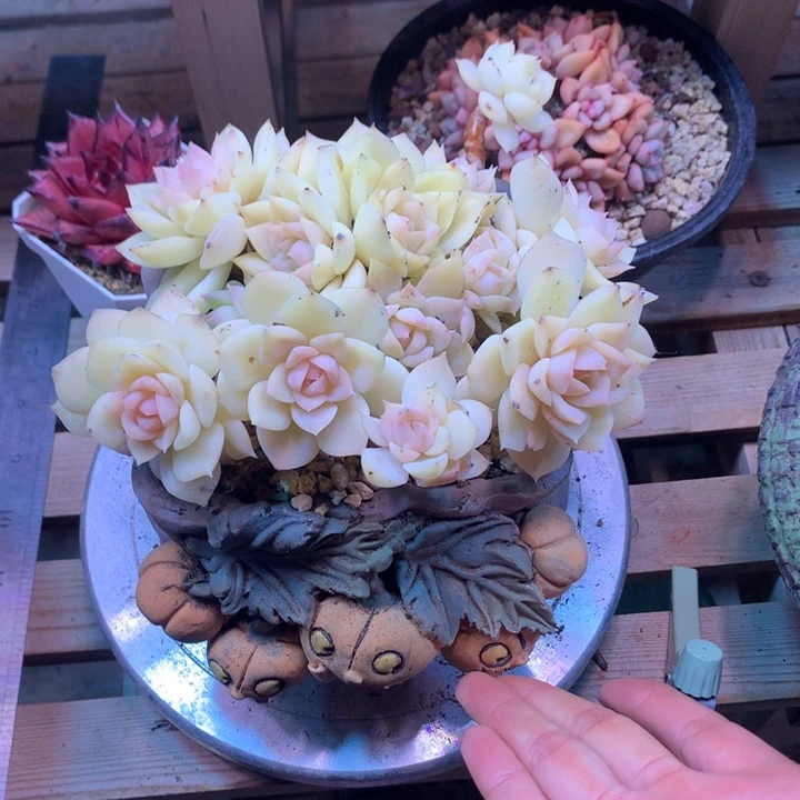 多肉植物z z z z z z z z