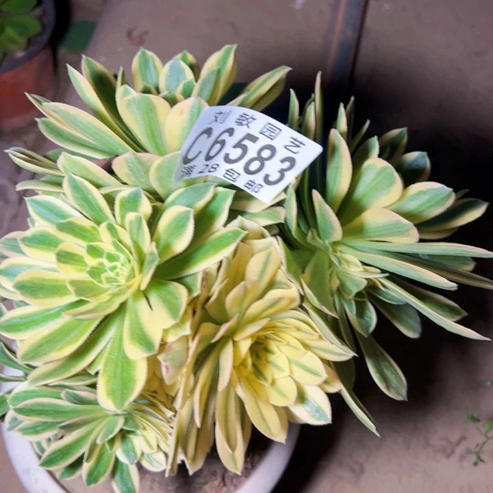 艳宁多肉植物法师法师