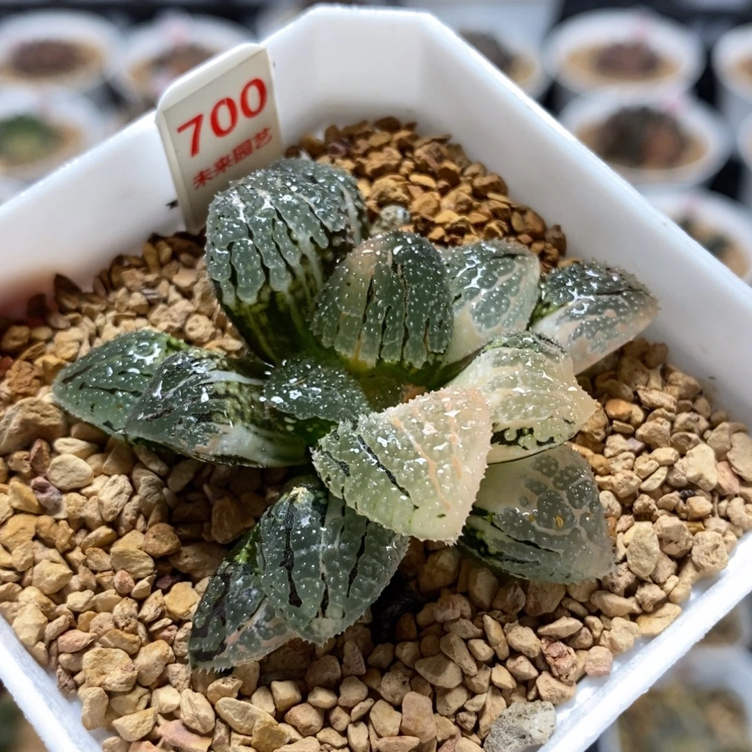 700具味城寿锦一物一图