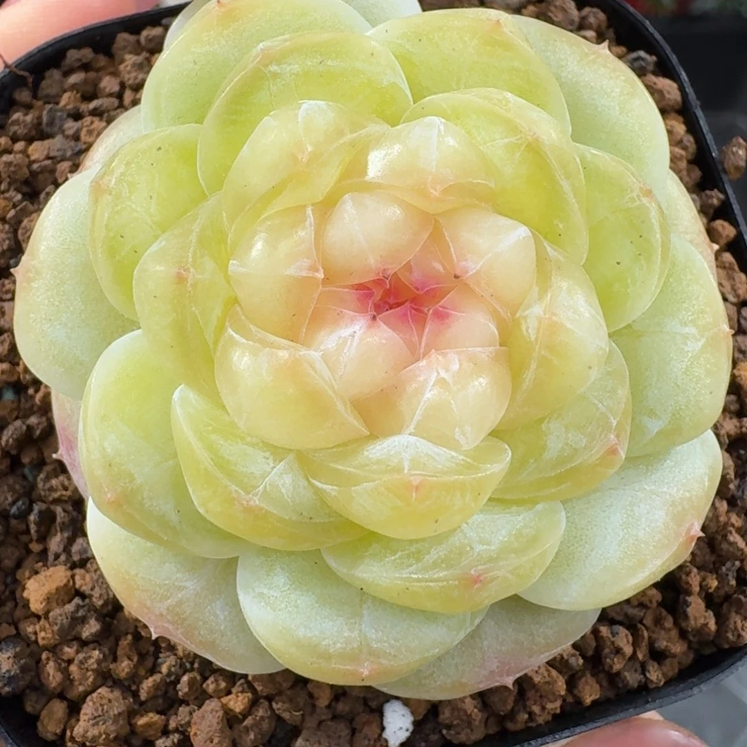 0103-5-荷包蛋单头一颗多肉