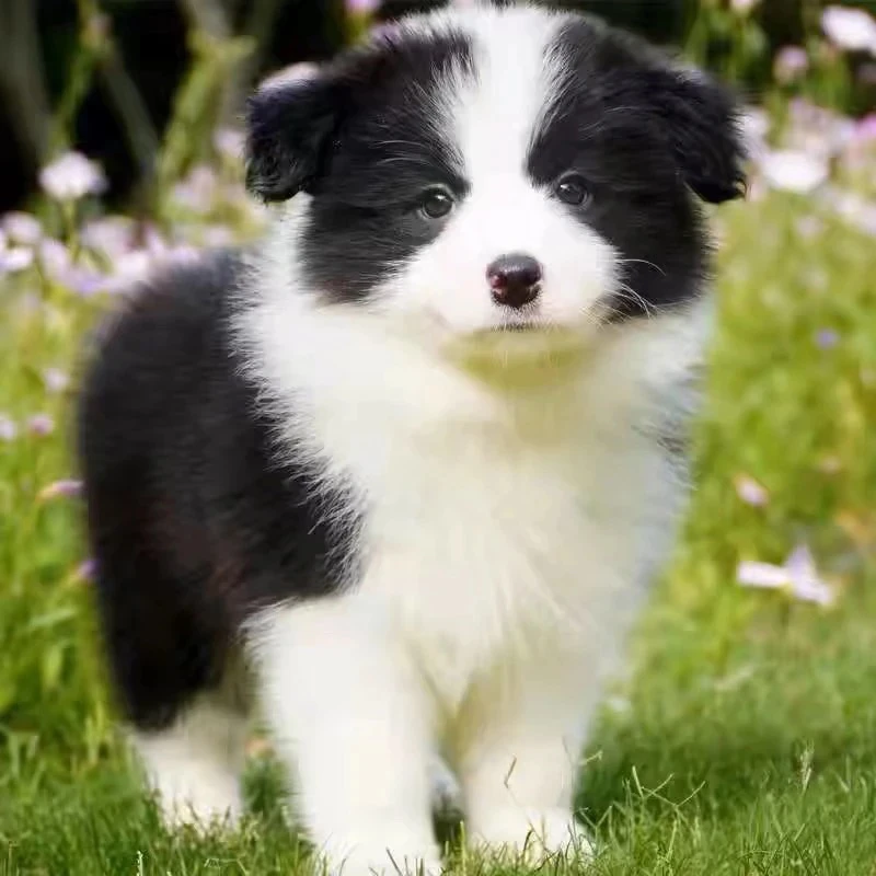 黑白陨石色咖啡色边牧幼犬活体宠物狗狗