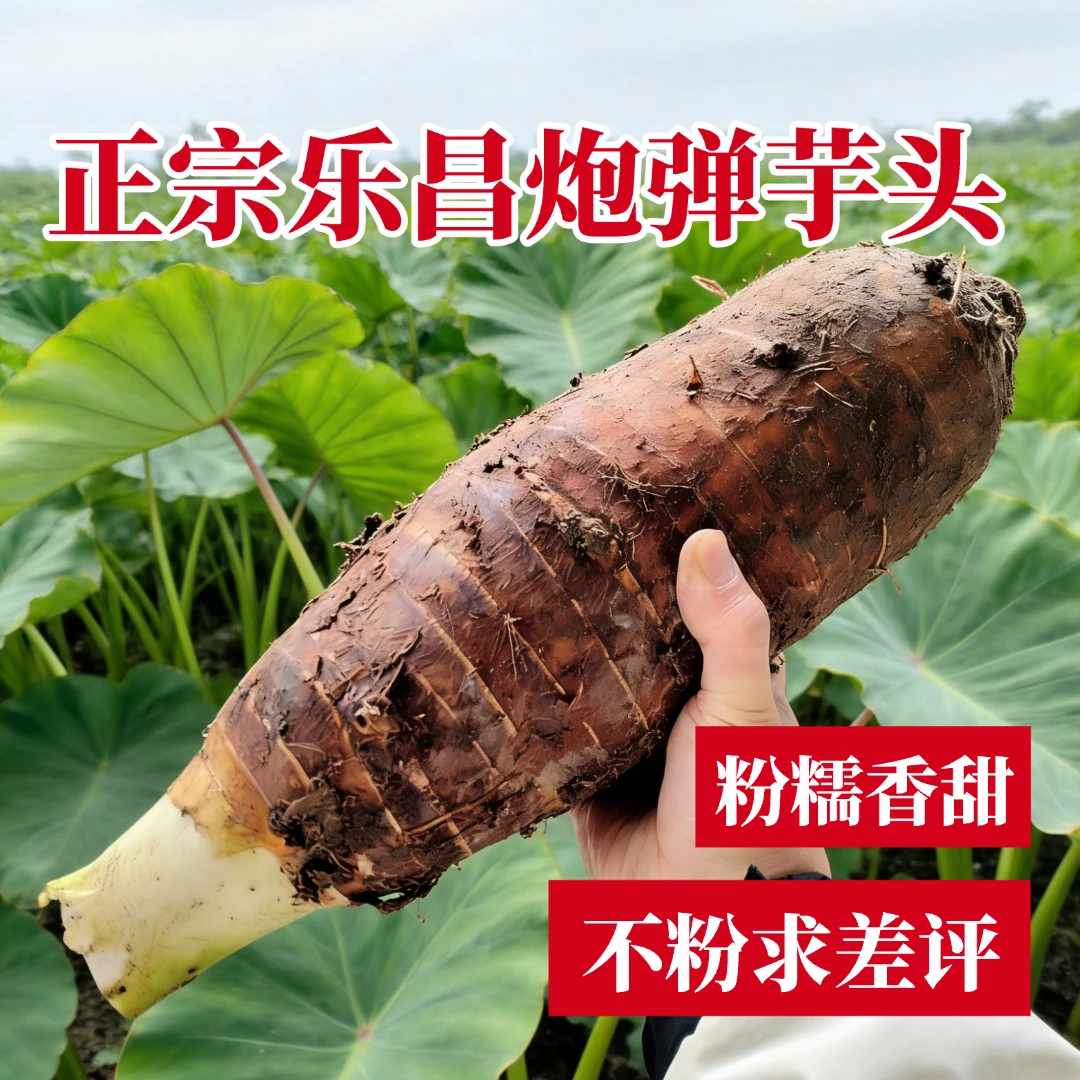 正宗乐昌张溪新鲜现挖应季蔬菜水果香芋优质乐昌炮弹芋头