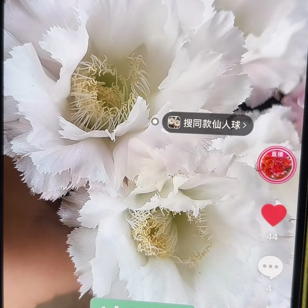 冰可可彩侧牙20包邮仙人球54