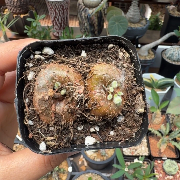 J****-断涯女王391 仙人球