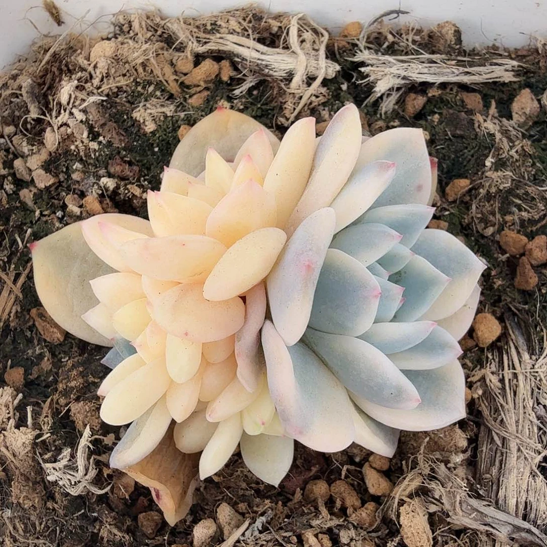 橙梦露锦底座，多肉植物，有砍