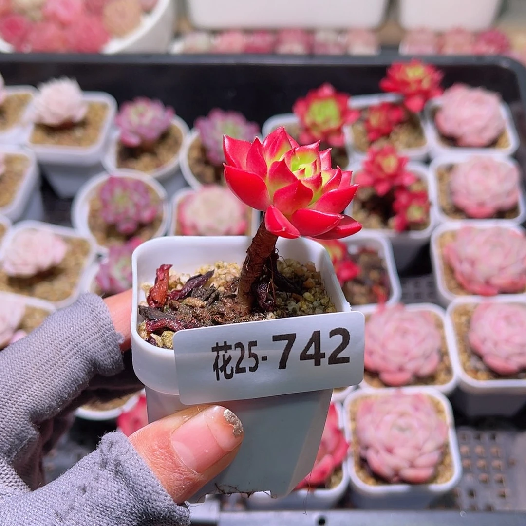花25-742蒂亚单头