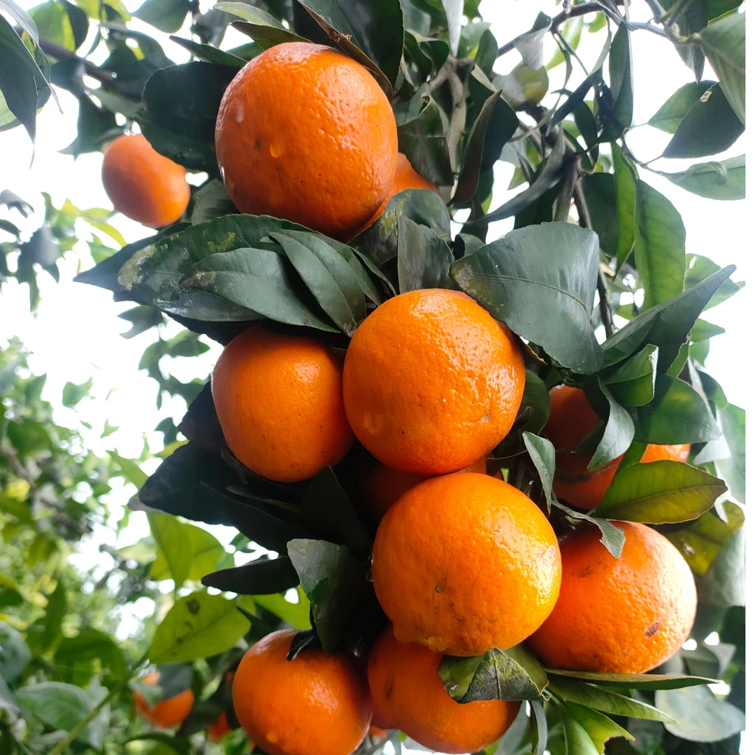 四川沃柑（净重4.5斤）