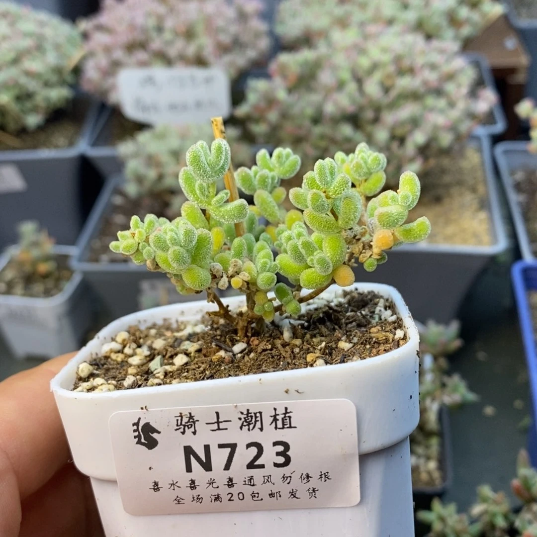 723冰晶枝干番杏