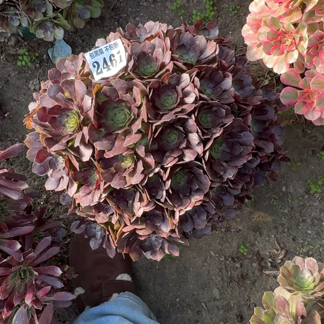 法师黑魔16-26 2461