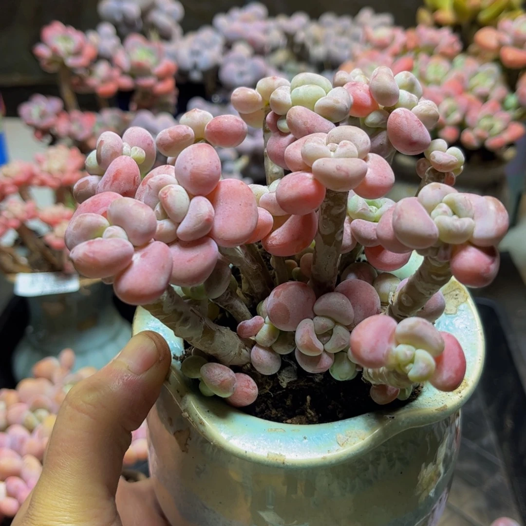 568腰子洛神13厘米多肉