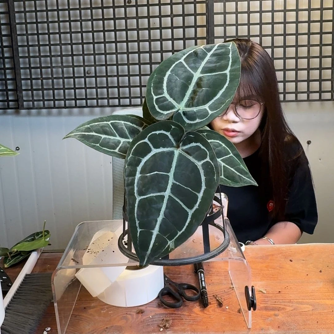 无花朵用****6一物一拍U106