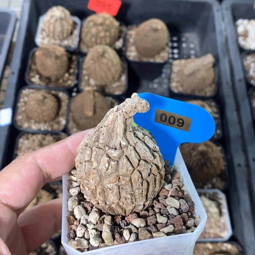 龙甲龟多肉植物一个