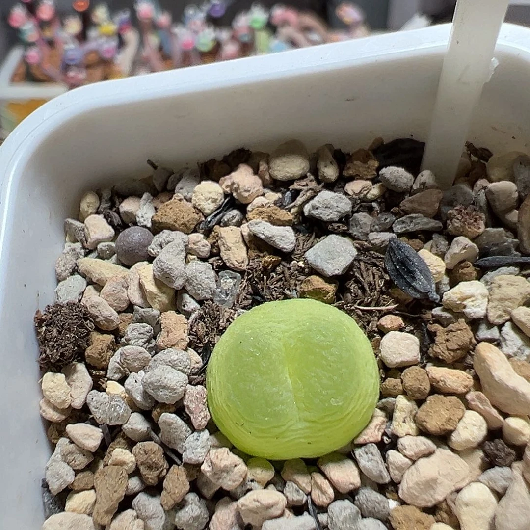 62号拉登一颗尺寸1.3