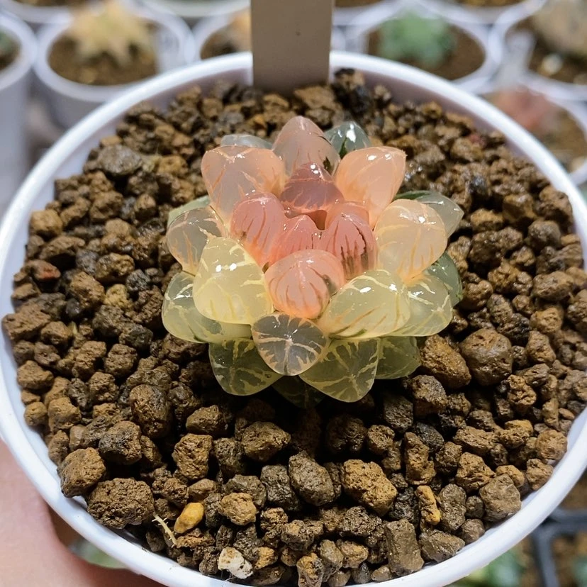 【闪购商品】53糊斑红太阳