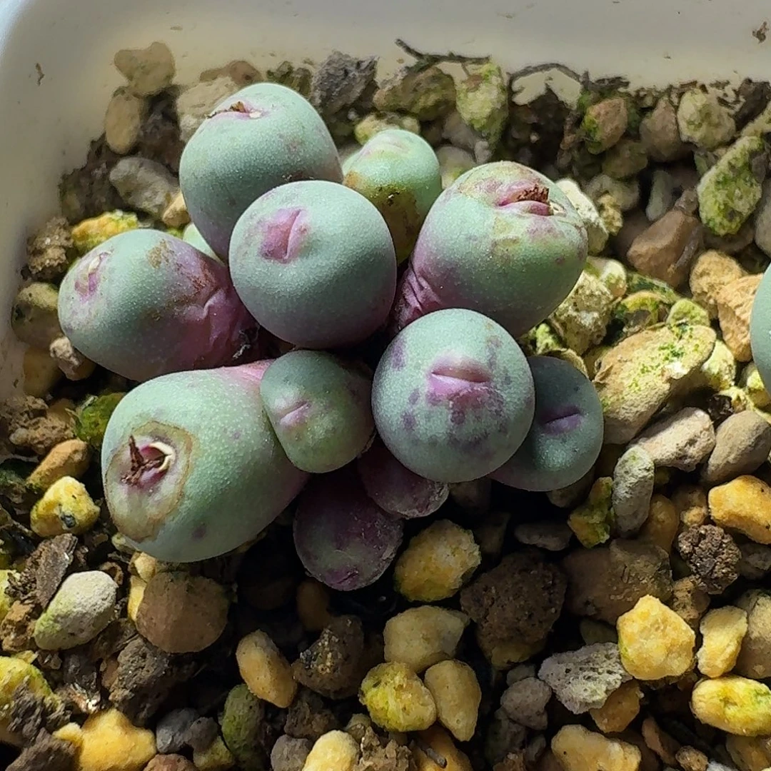 78号园艺1380b小红嘴群一物一拍