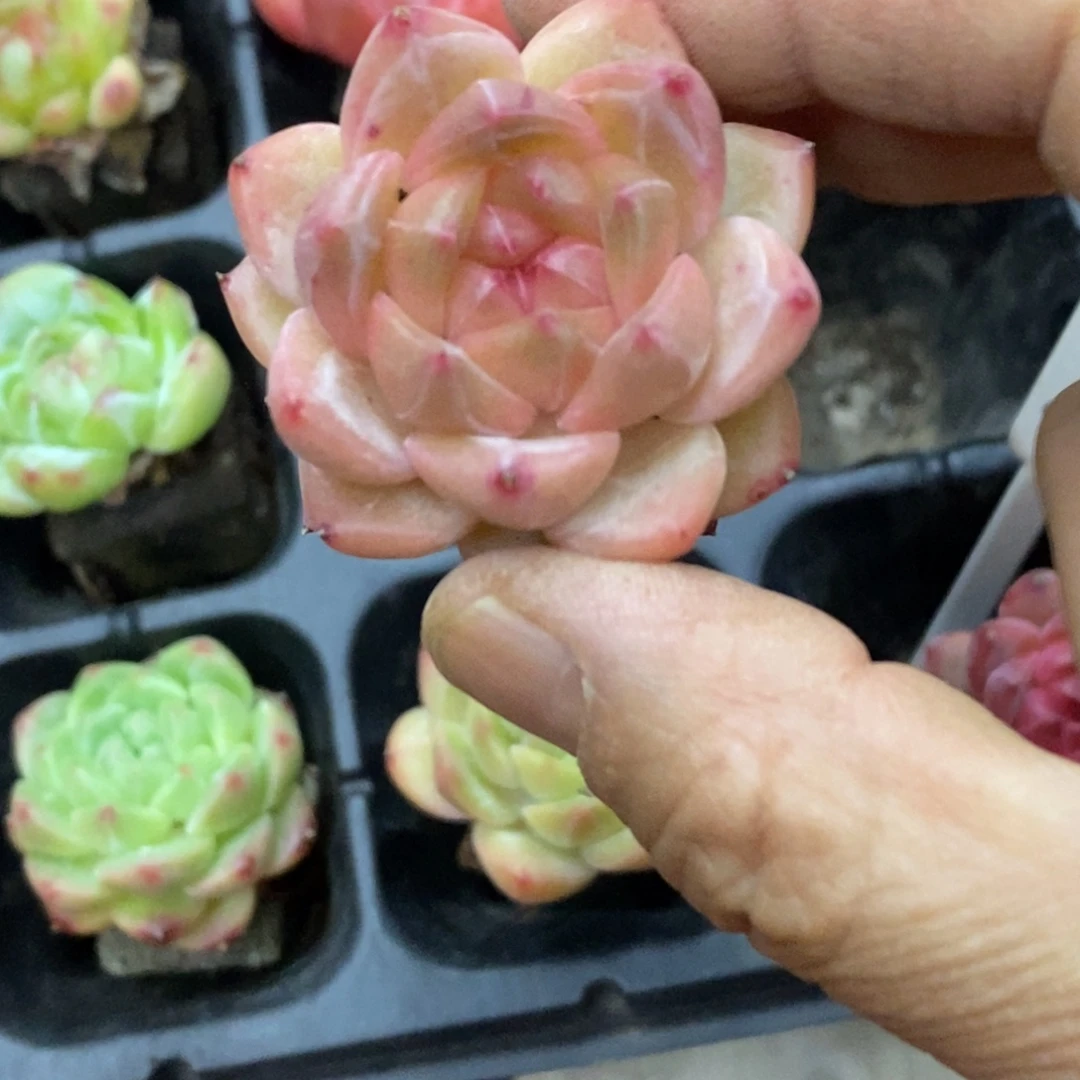 精品多肉一物拍不包整228