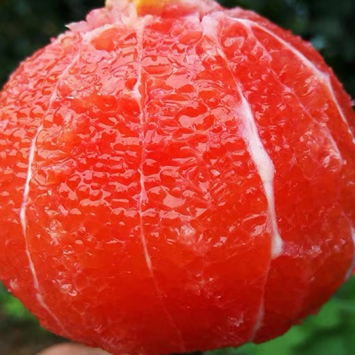 中华红橙新鲜采摘皮薄肉多汁水充足血橙水果现摘现发