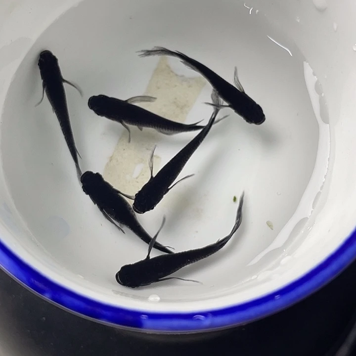 青鳉鱼松井大蛇6条，满10包邮，可叠单