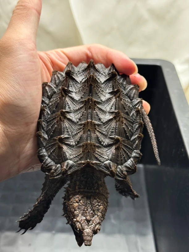 3:3 严格全品观赏龟9+