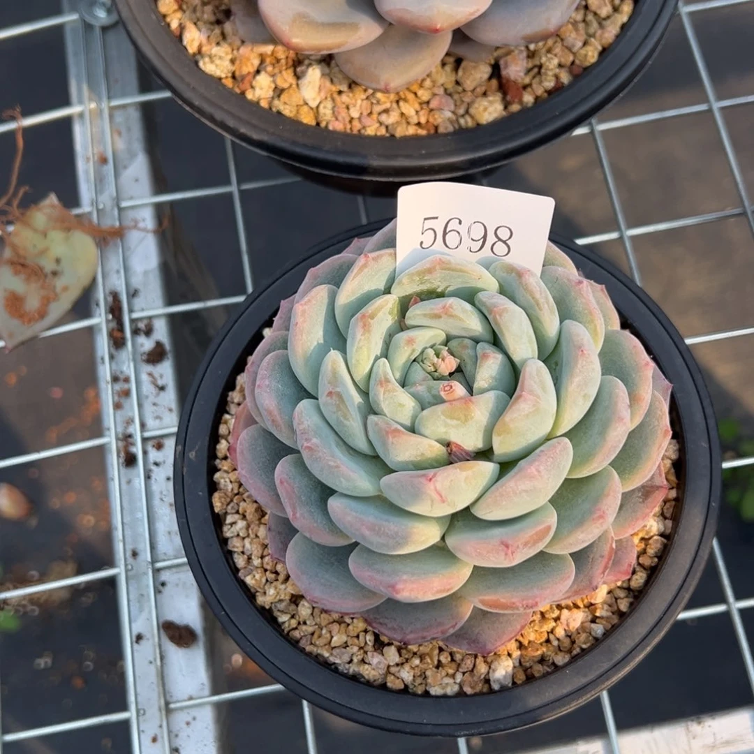 林**儿5698肉多么多么多哦多哦