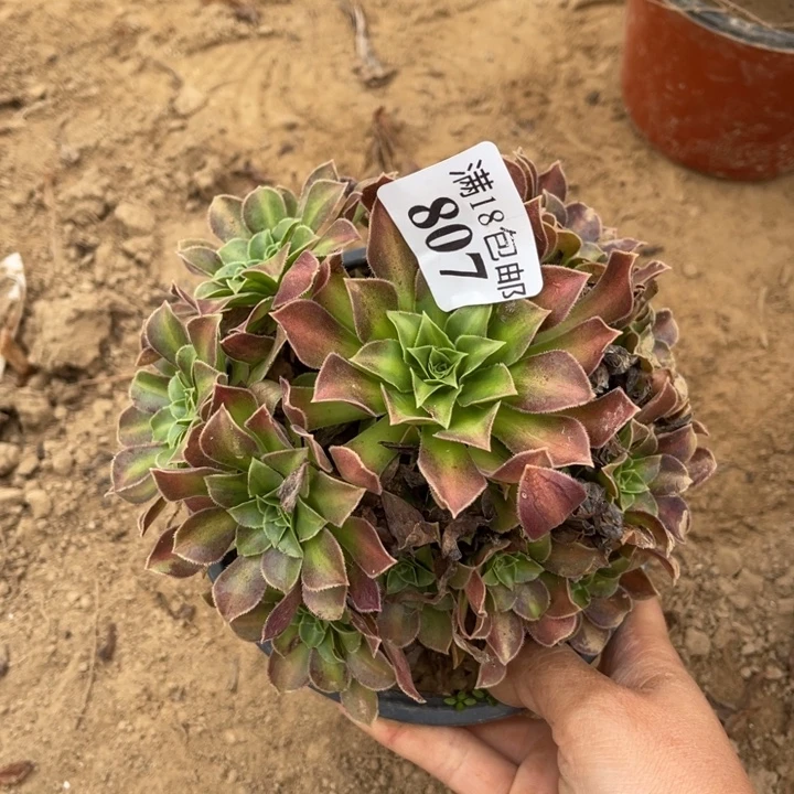 807火焰山小手捧2