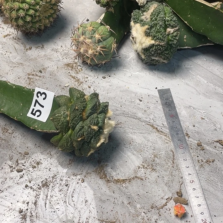 完全开放573哥斯拉