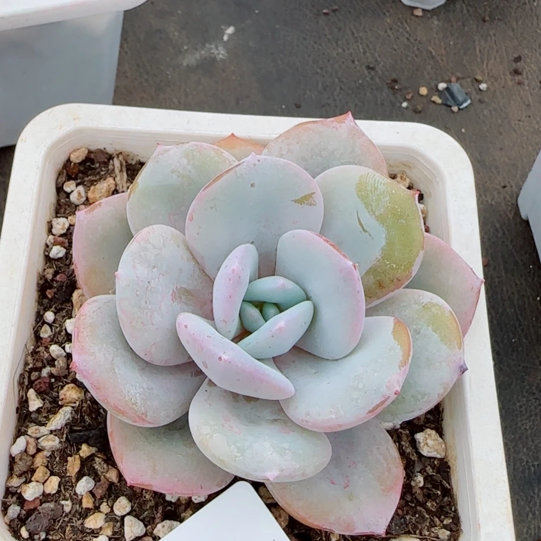 奶茶，7680多肉植物