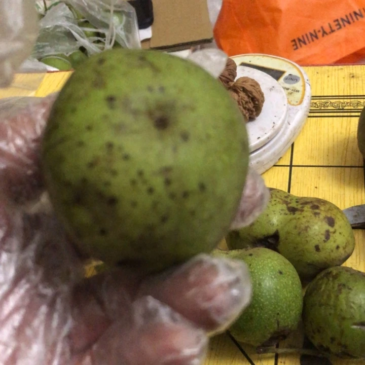 家****）文玩核桃白狮子