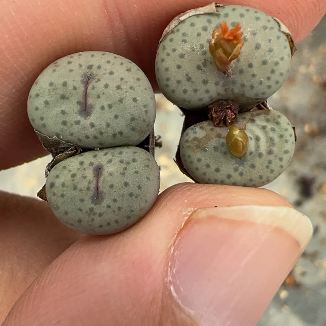 19-42量拍cr1365大型奶油嘴一颗