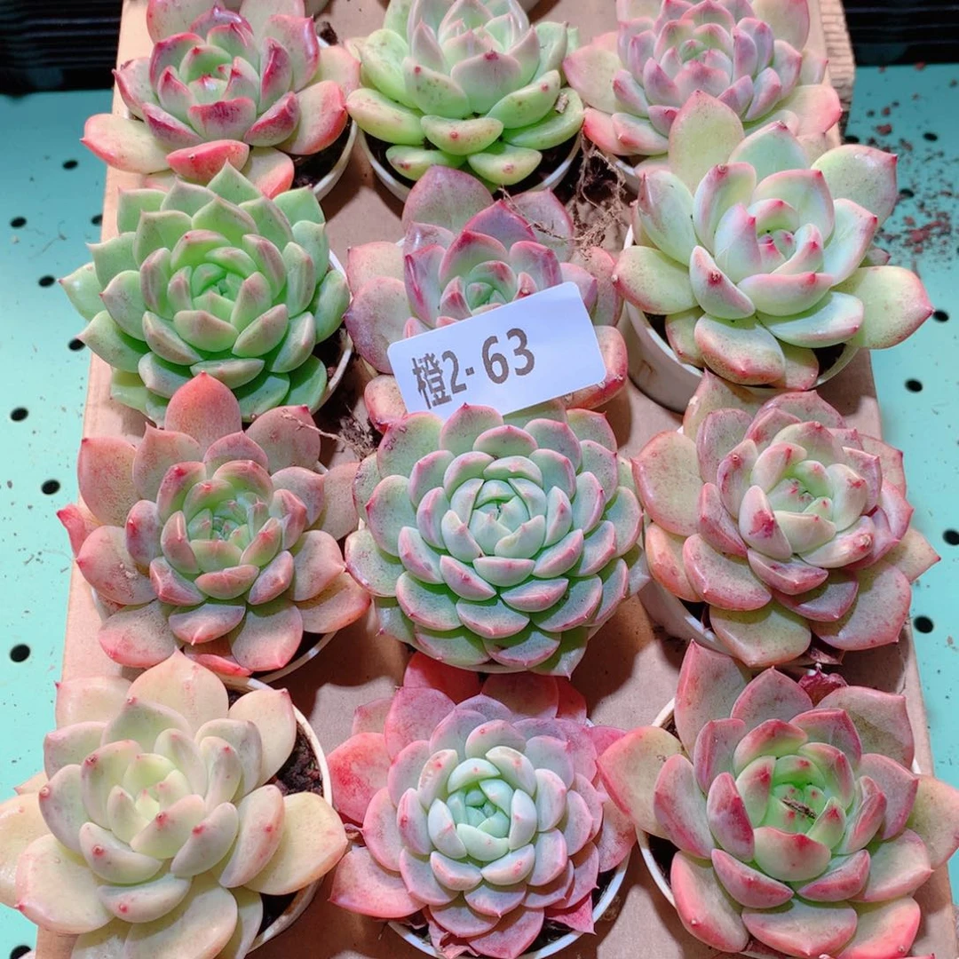 2-63一物一拍多肉带盆18颗