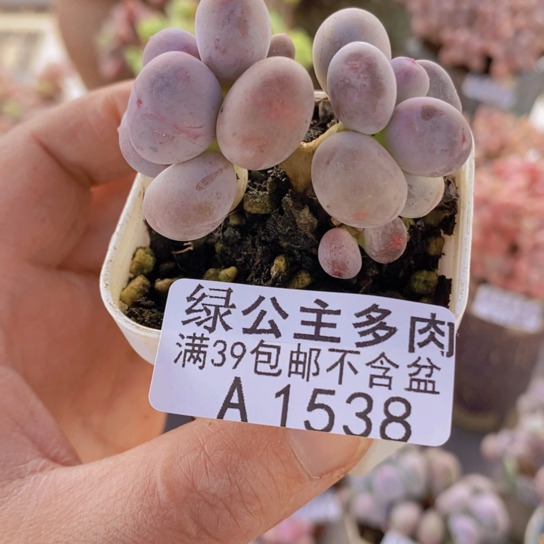 糖豆奶5cm1538多肉酱