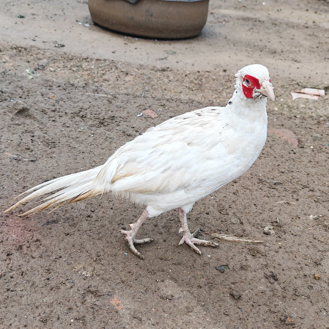 林下生态养殖白化七彩山鸡野鸡--顺丰包邮