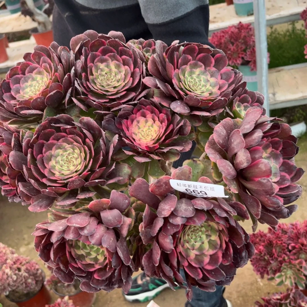 669黑金刚绣球多肉植物法师