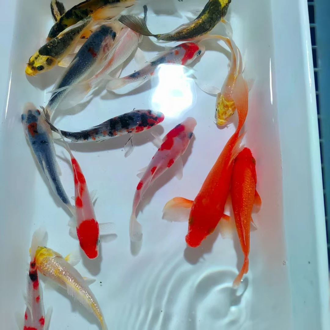 锦鲤观赏鱼5cm-8cm混搭发货