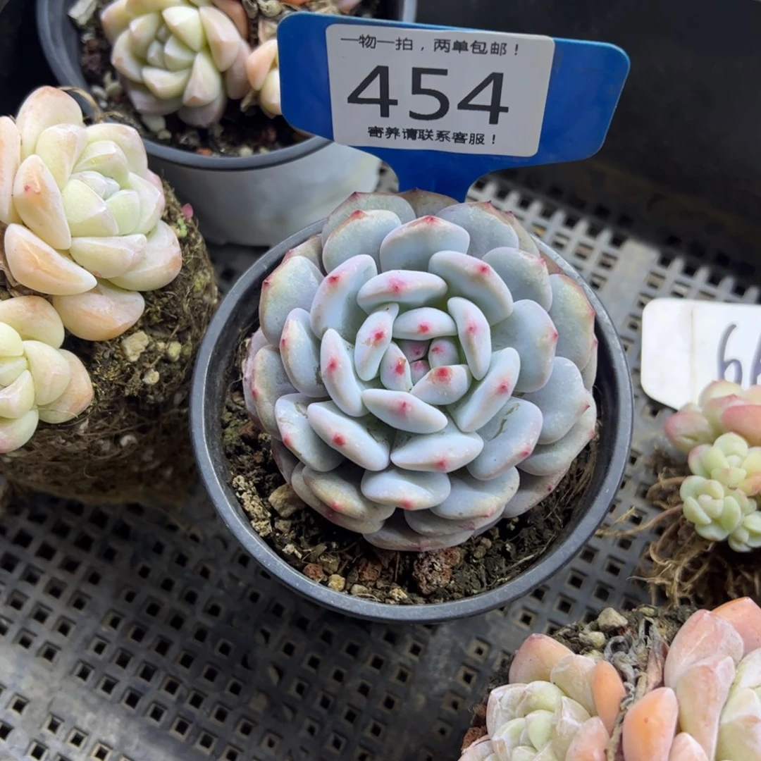 红陶雾*454号多肉植物