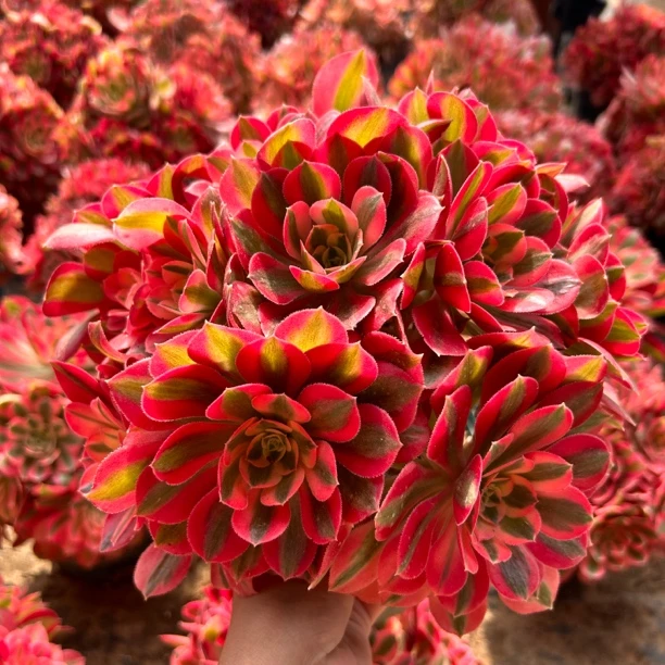 【粉女巫绣球】多肉法师，粉色系，高颜值，好看好养，懒人植物