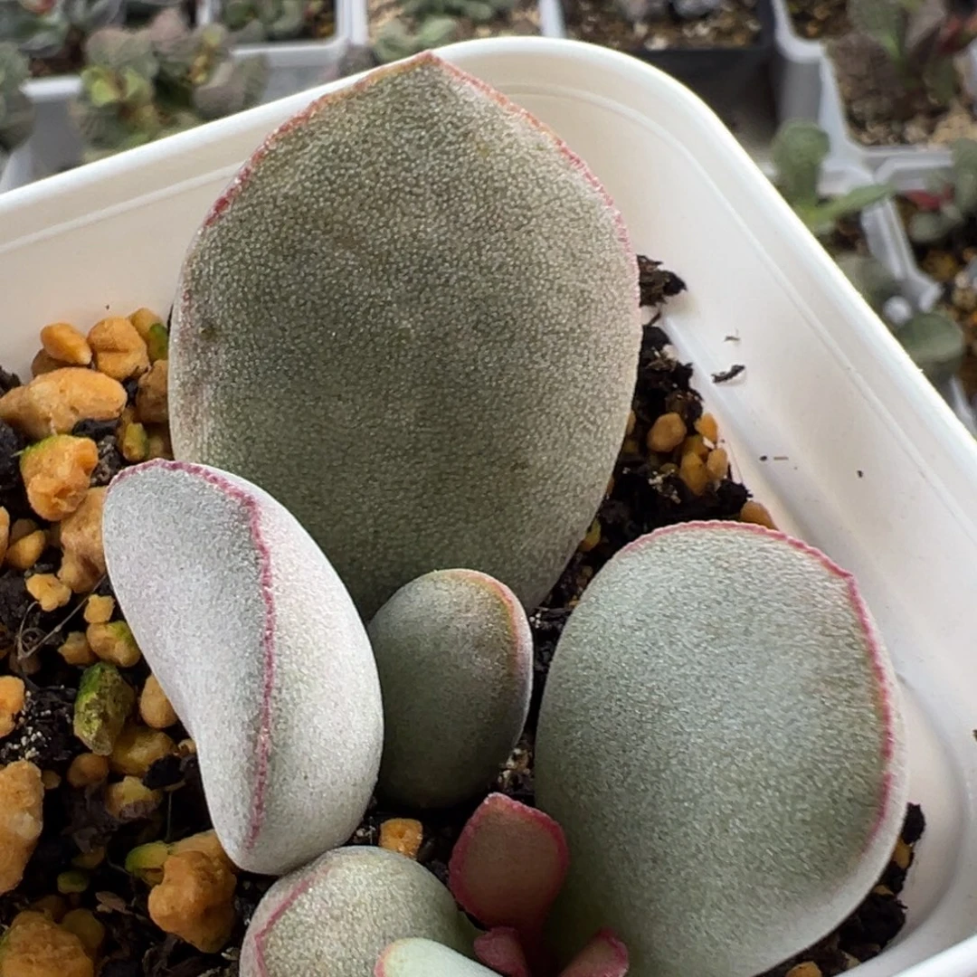 厚粉款实生新品大苗