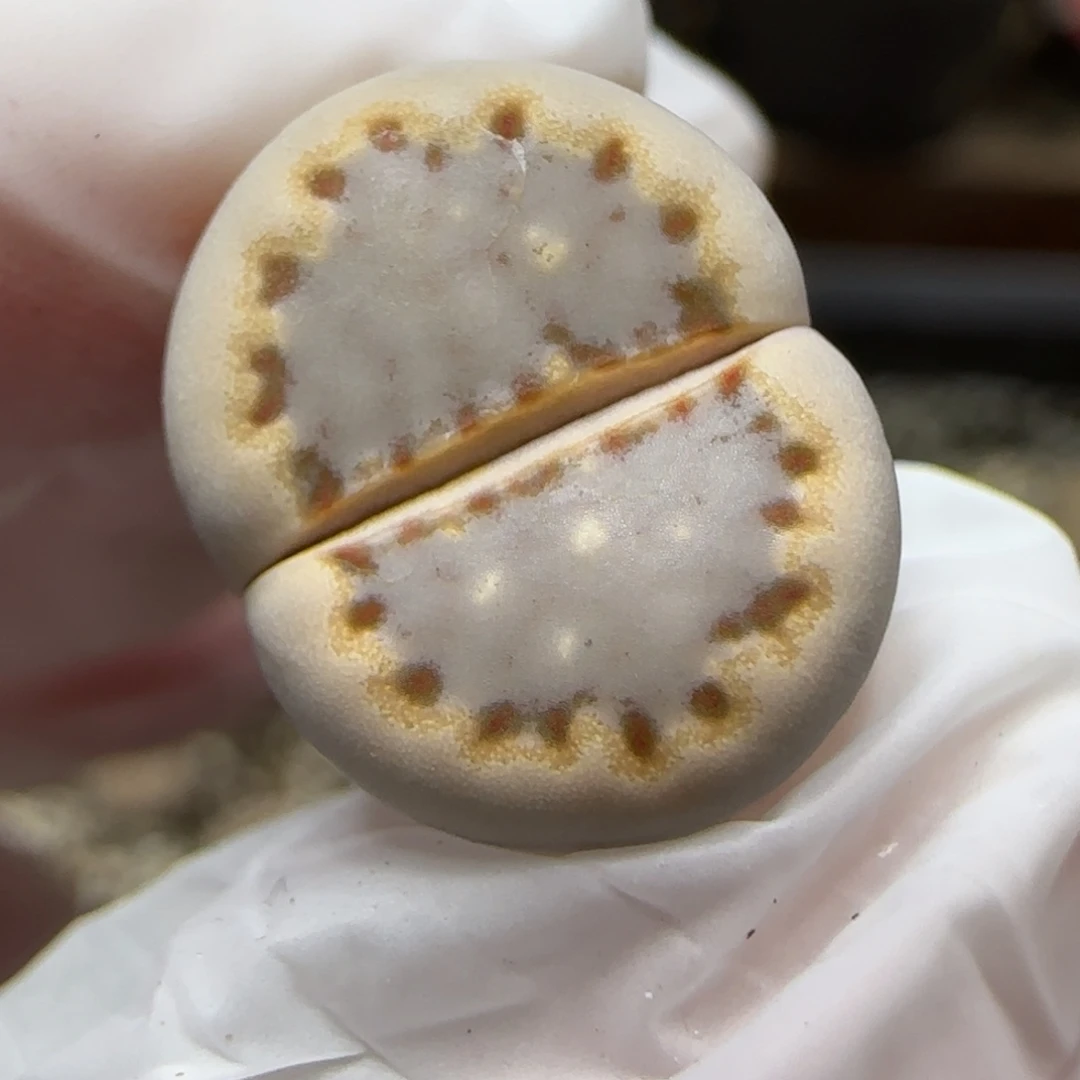 12.13.c24饼干.9005尺寸1.4cm