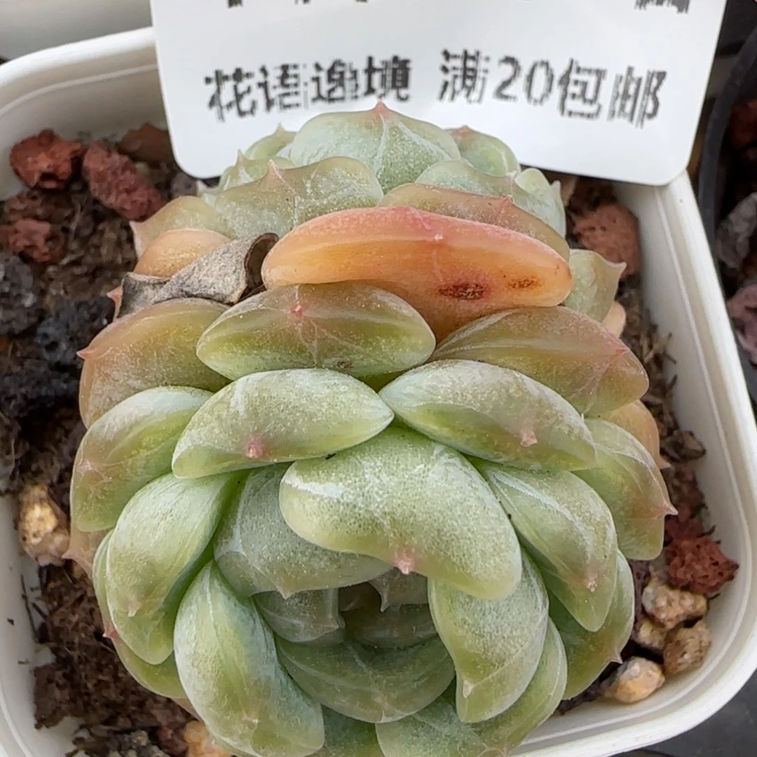 花语逸境0220-144