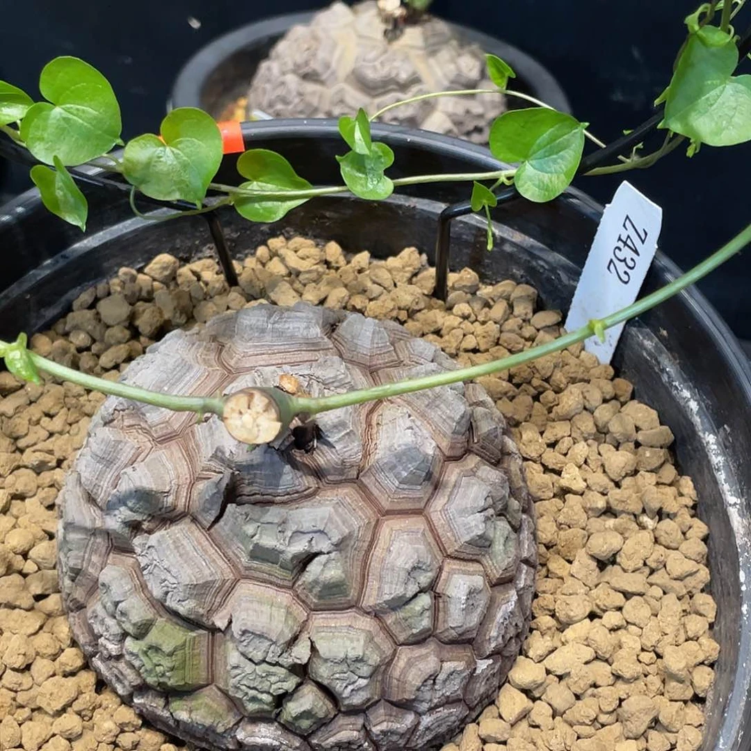 432号龟甲龙10公分不退换