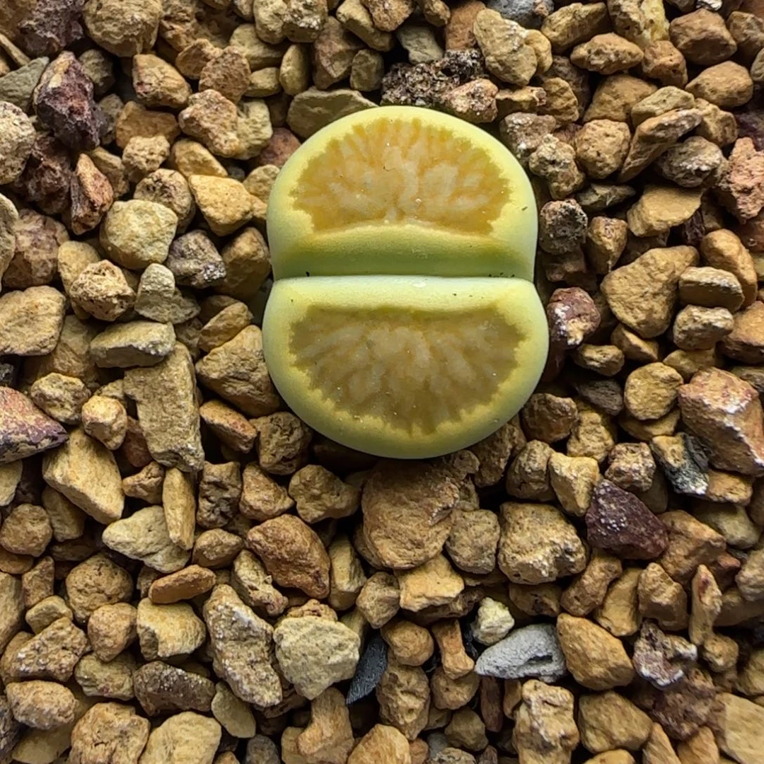 185 生石花大棚直播