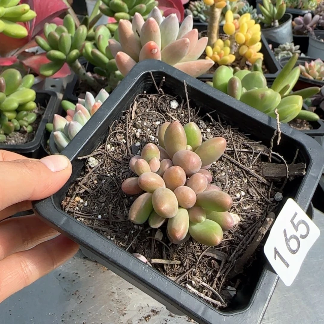 165号 一物一拍 一物一拍