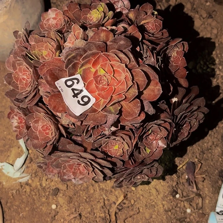 649花花公子多肉植物
